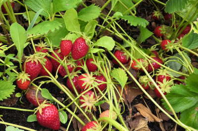 fraises