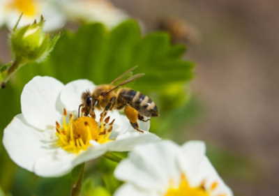 pollinisation abeilles
