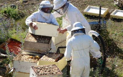beaucoup d'abeilles