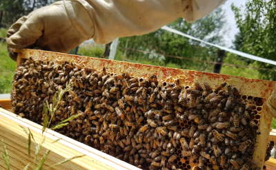 séminaires d'entreprise cadre abeilles