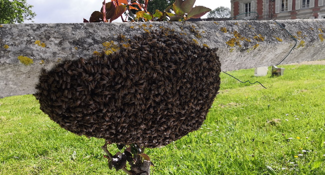 essaim d'abeilles